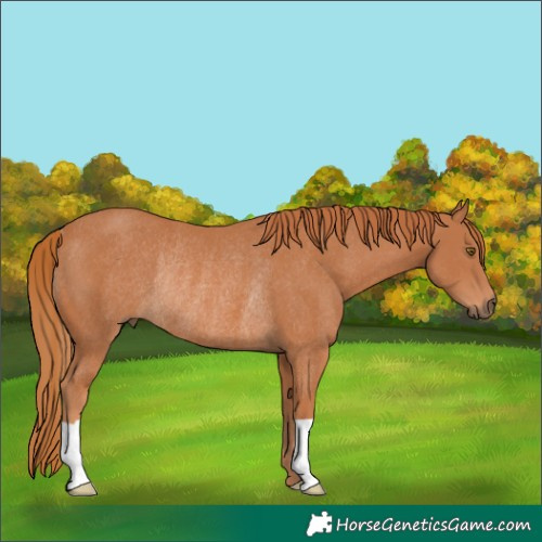 Horse Color:Chestnut Rabicano 