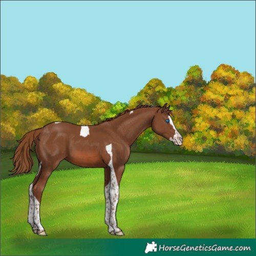 Horse Color:Chestnut Splash Tobiano 