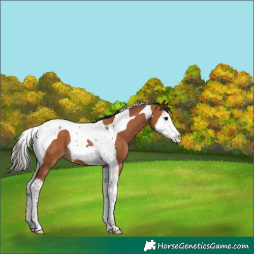 Horse Color:Bay Splash Tobiano Varnish 
