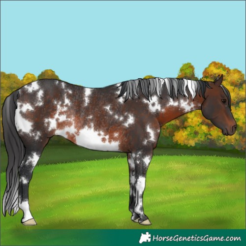 Horse Color:White Spotted Brown Rabicano 
