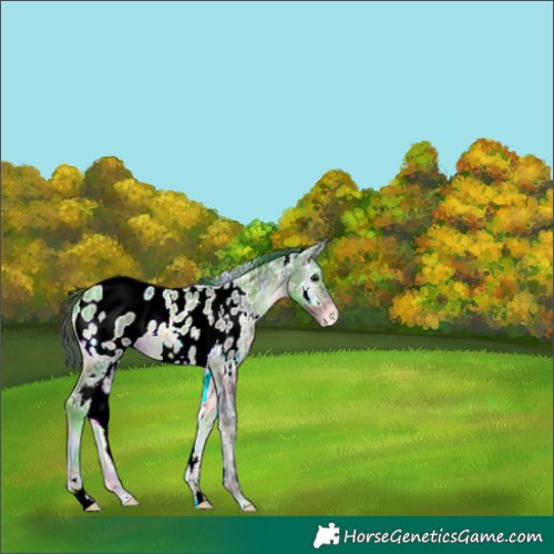 Horse Color:Nacre White Spotted Brown Ice Onyx Near Leopard