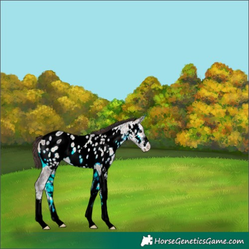 Horse Color:Plaid  White Spotted Brown Ice Onyx Near Leopard 
