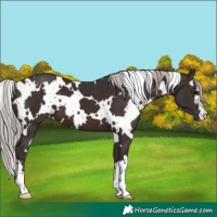 Horse Color:White Spotted Silver Brown
