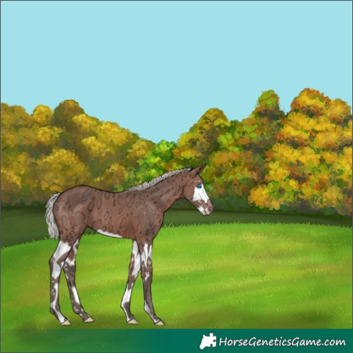 Horse Color:Silver Brown Ice Splash 