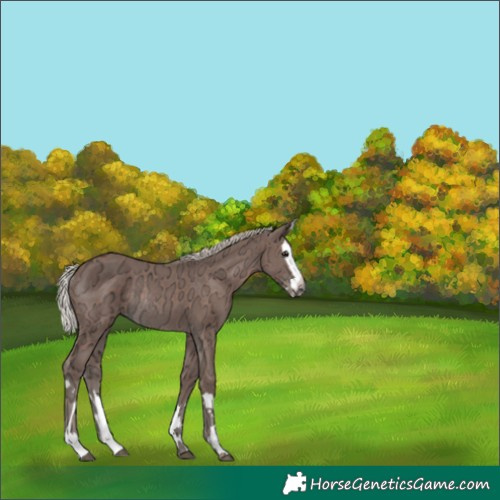 Horse Color:Silver Black Ice Splash Rabicano 