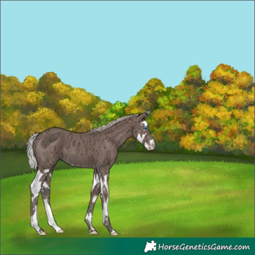 Horse Color:Silver Black Ice Splash 