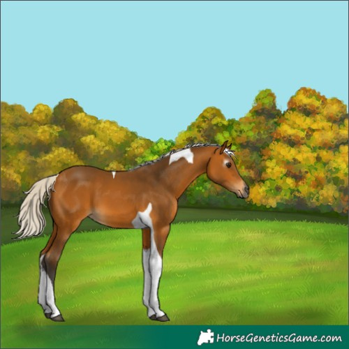 Horse Color:Gray Silver Buckskin Tobiano 