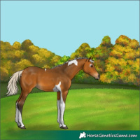 Horse Color:Gray Silver Buckskin Tobiano