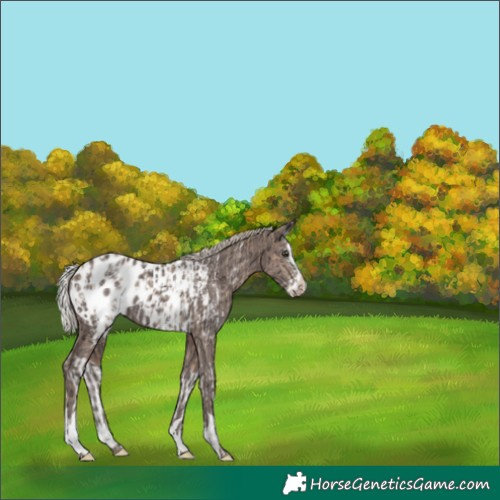 Horse Color:Silver Brown Ice Dun Splash Appaloosa and Silver Black Ice Splash Appaloosa Rabicano