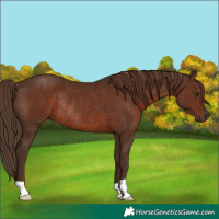 Horse Color:Liver Chestnut Rabicano