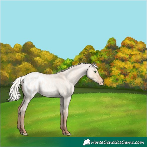 Horse Color:Silver Classic Champagne Roan Dun Blanket 