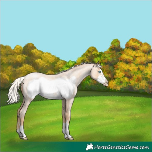 Horse Color:Silver Amber Champagne Roan Pearl Frame 