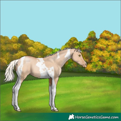 Horse Color:Silver Bay Pearl Dun Tobiano 