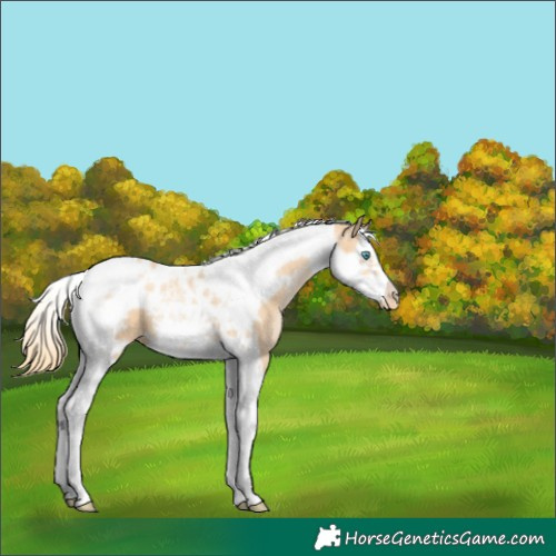 Horse Color:Gold Champagne Pearl Splash Tobiano Frame Varnish 