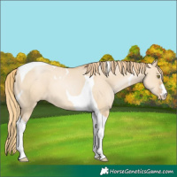 Horse Color:Red Dun Pearl Tobiano 