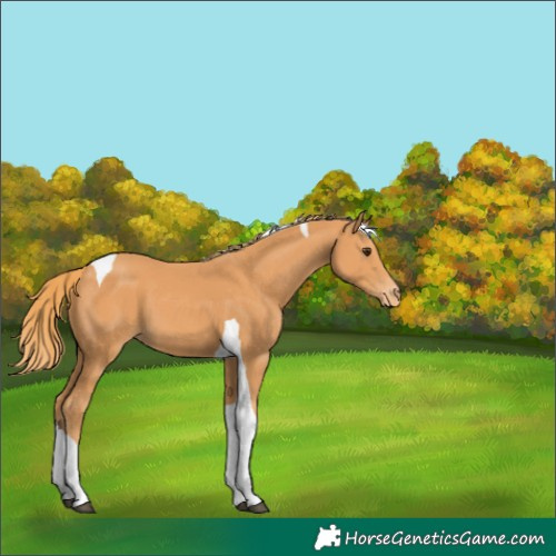Horse Color:Chestnut Tobiano Varnish 