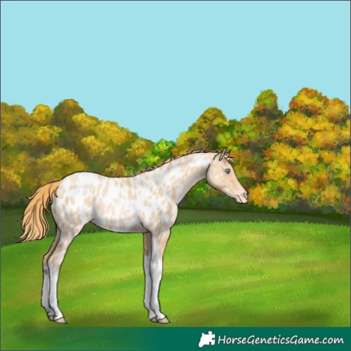 Horse Color:Gold Champagne Pearl Tobiano Near Leopard 
