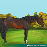 Horse Color:Brown 