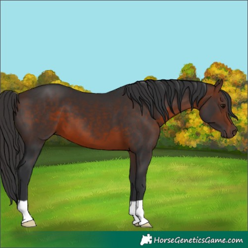 Horse Color:Brown 
