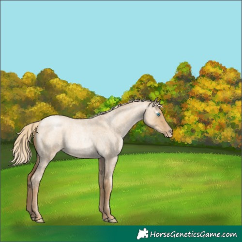 Horse Color:Gray Gold Cream Champagne Roan Pearl Dun 