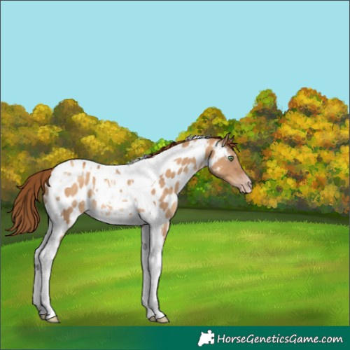 Horse Color:Gray Gold Champagne Dun Tobiano Near Leopard Rabicano 