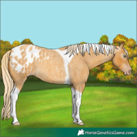 Horse Color:Gray Gold Cream Champagne Roan Tobiano Appaloosa Rabicano 