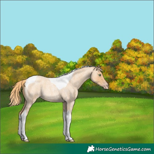 Horse Color:Gold Champagne Roan Tobiano Rabicano 