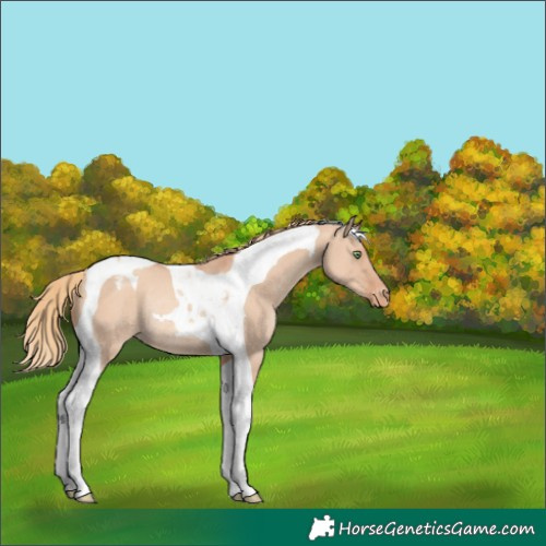 Horse Color:Gold Champagne Dun Tobiano Varnish Rabicano 