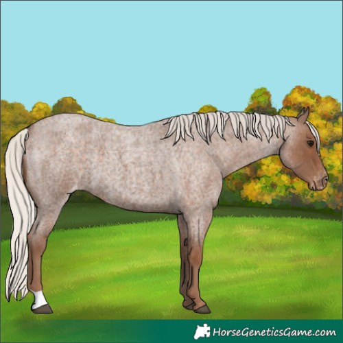 Horse Color:Silver Blue Roan Varnish 