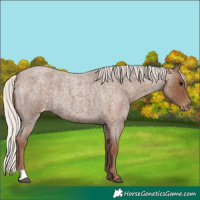 Horse Color:Silver Blue Roan Appaloosa 