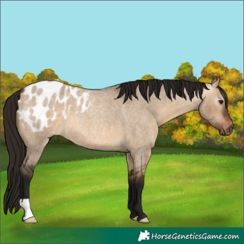 Horse Color:Gray Bay Roan Dun Blanket 