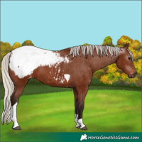 Horse Color:Gray Silver Bay Tobiano Appaloosa 