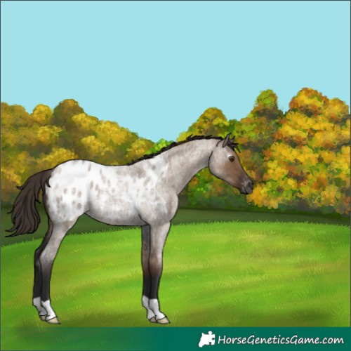 Horse Color:Gray Liver Red Dun Roan Blanket Rabicano 