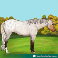 Horse Color:Gray Silver Bay Roan Dun Appaloosa Rabicano 