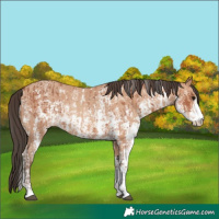 Horse Color:Bay Sabino Rabicano  and Amber Champagne Sabino Rabicano 