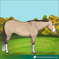 Horse Color:Bay Dun Splash