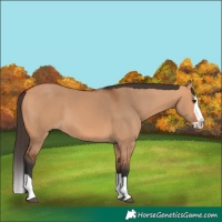 Horse Color:Bay Dun Splash 