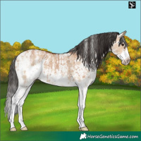 Horse Color:Bay Dun Sabino Rabicano and Bay Dun Sabino Frame Rabicano