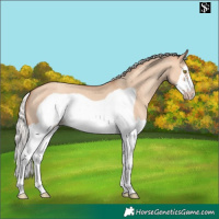 Horse Color:Silver Classic Champagne Dun Splash Frame 