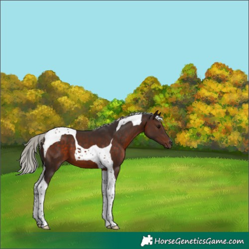 Horse Color:Silver Brown Tobiano 