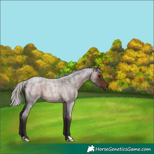 Horse Color:Silver Brown Roan 