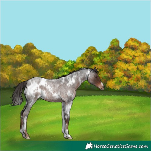 Horse Color:White Spotted Liver Red Roan 