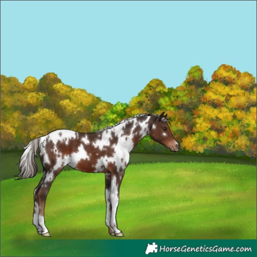 Horse Color:White Spotted Liver Chestnut 