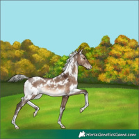 Horse Color:White Spotted Silver Brown Dun 