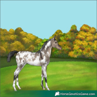 Horse Color:White Spotted Brown Dun Appaloosa 