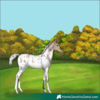 Horse Color:White Spotted Silver Brown Dun Appaloosa