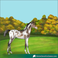 Horse Color:White Spotted Brown Dun Appaloosa 