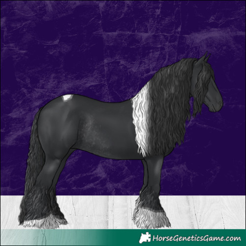 Horse Color:Black Tobiano Rabicano 