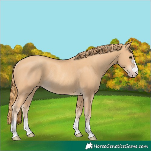 Horse Color:Gold Champagne Rabicano 