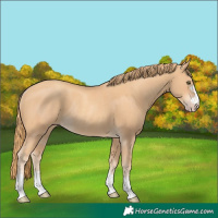 Horse Color:Gold Champagne Rabicano